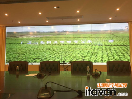 梨樹苗示范基地現(xiàn)場實拍